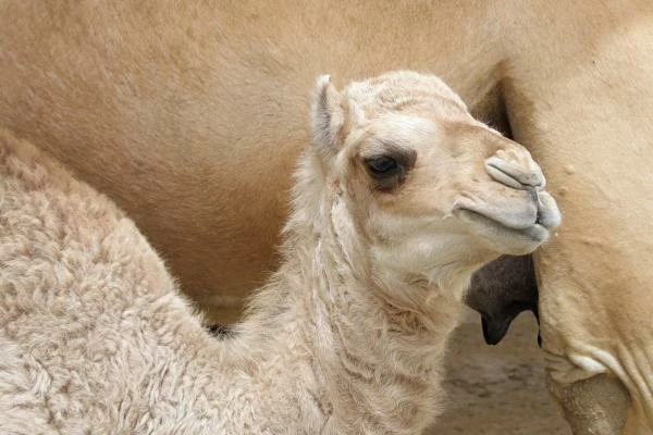 Price of Camel Meat in Australia Sees 22% Surge, Reaching $7,534/ton